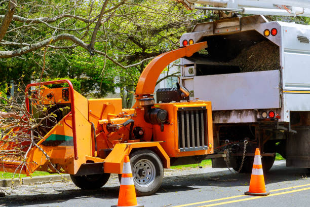 Best Leaf Removal  in Manteo, NC